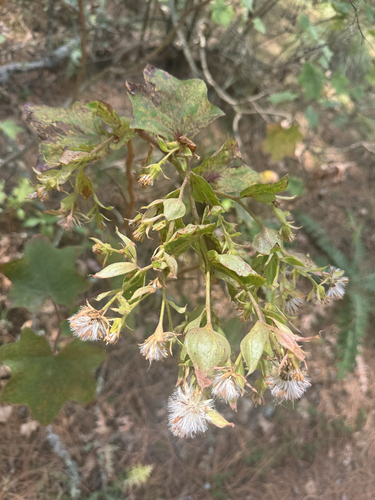 Roldana angulifolia, photograph 6