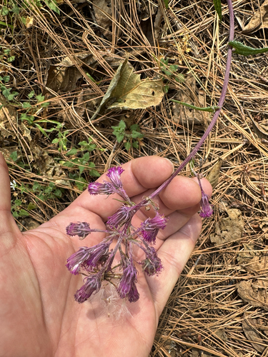 Senecio callosus, photograph 2