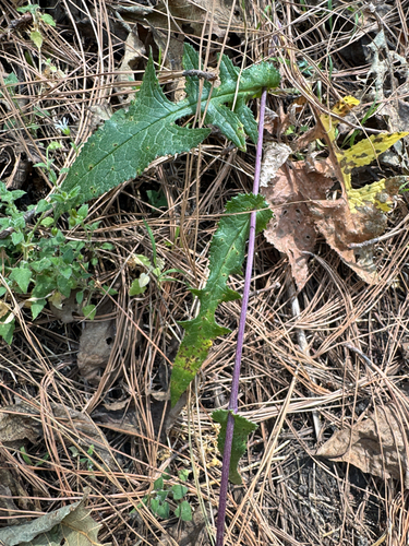 Senecio callosus, photograph 3