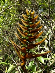 Heliconia librata