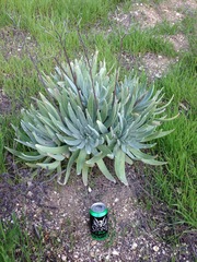Dudleya virens insularis