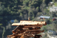 Campylorhynchus jocosus