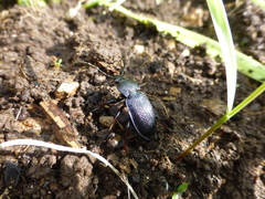 Carabus henningi