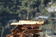 Campylorhynchus jocosus