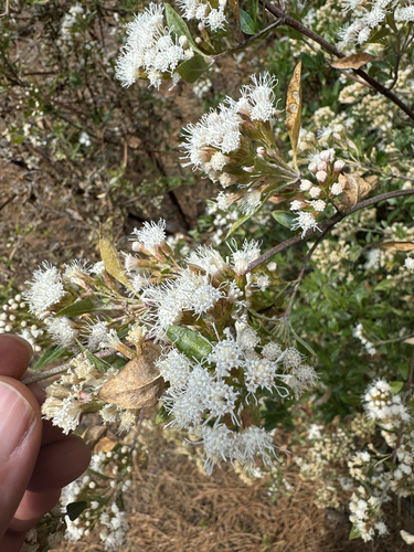 Ageratina glabrata, photograph 3
