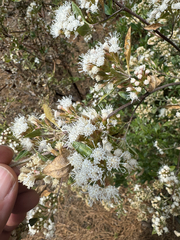Ageratina glabrata, photograph (c) Peter Abrahamsen, some rights reserved (CC BY)