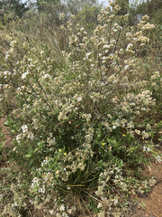 Ageratina glabrata, photograph (c) Peter Abrahamsen, some rights reserved (CC BY)