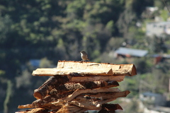 Campylorhynchus jocosus