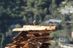 Campylorhynchus jocosus