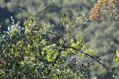 Campylorhynchus jocosus