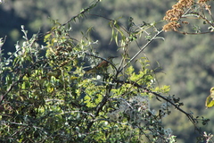 Campylorhynchus jocosus