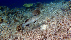 Plectropomus areolatus