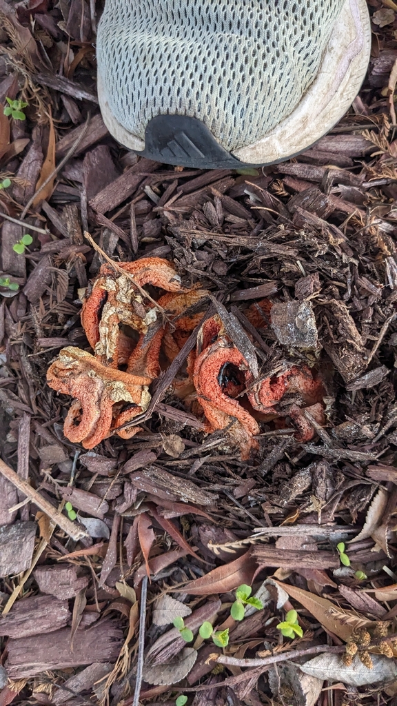 Clathrus columnatus · March 2026 · photo: © nonbinary-naturalist (iNaturalist, cc0)