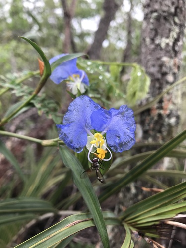 whitemouth dayflower