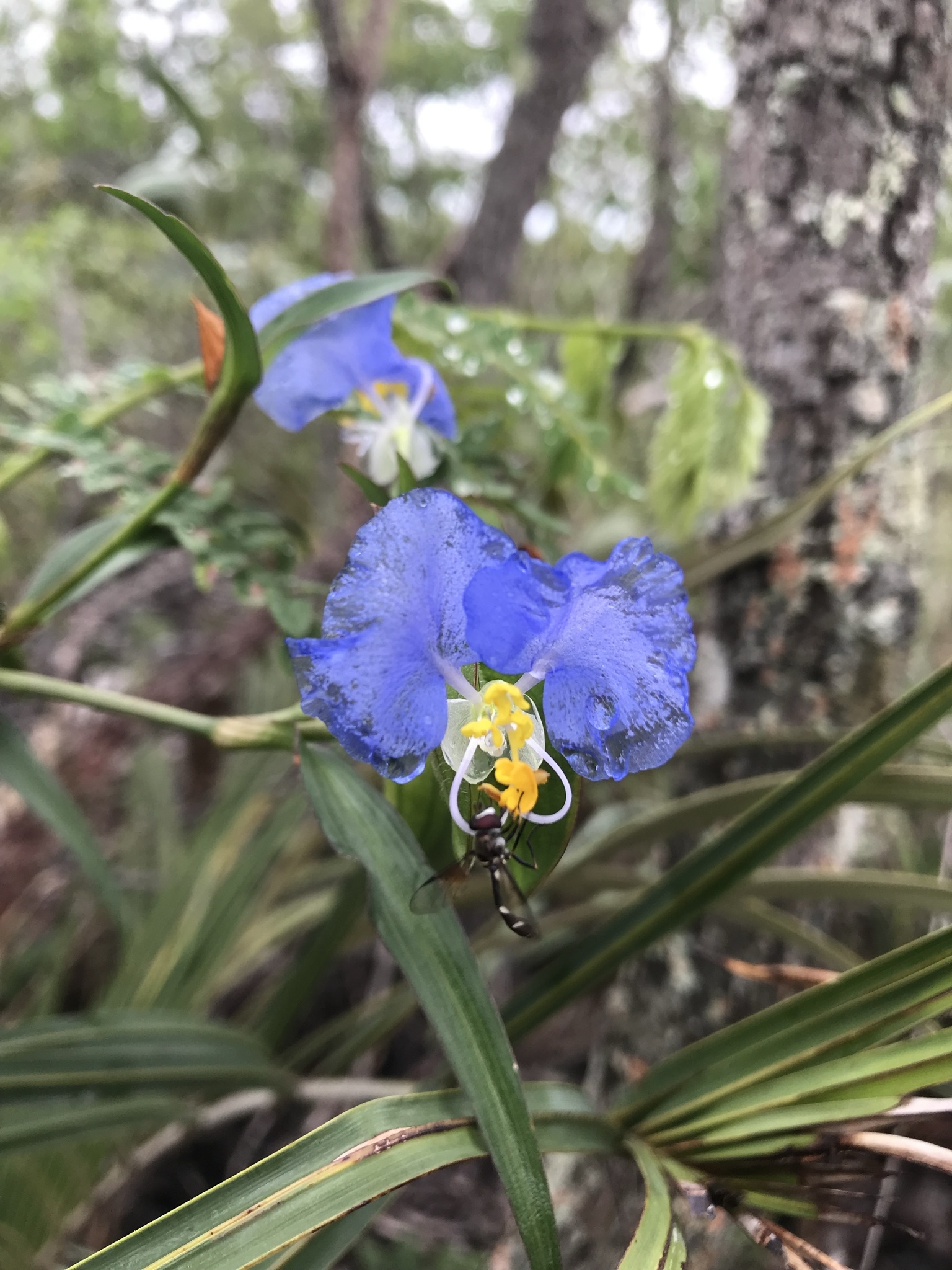Commelina erecta
