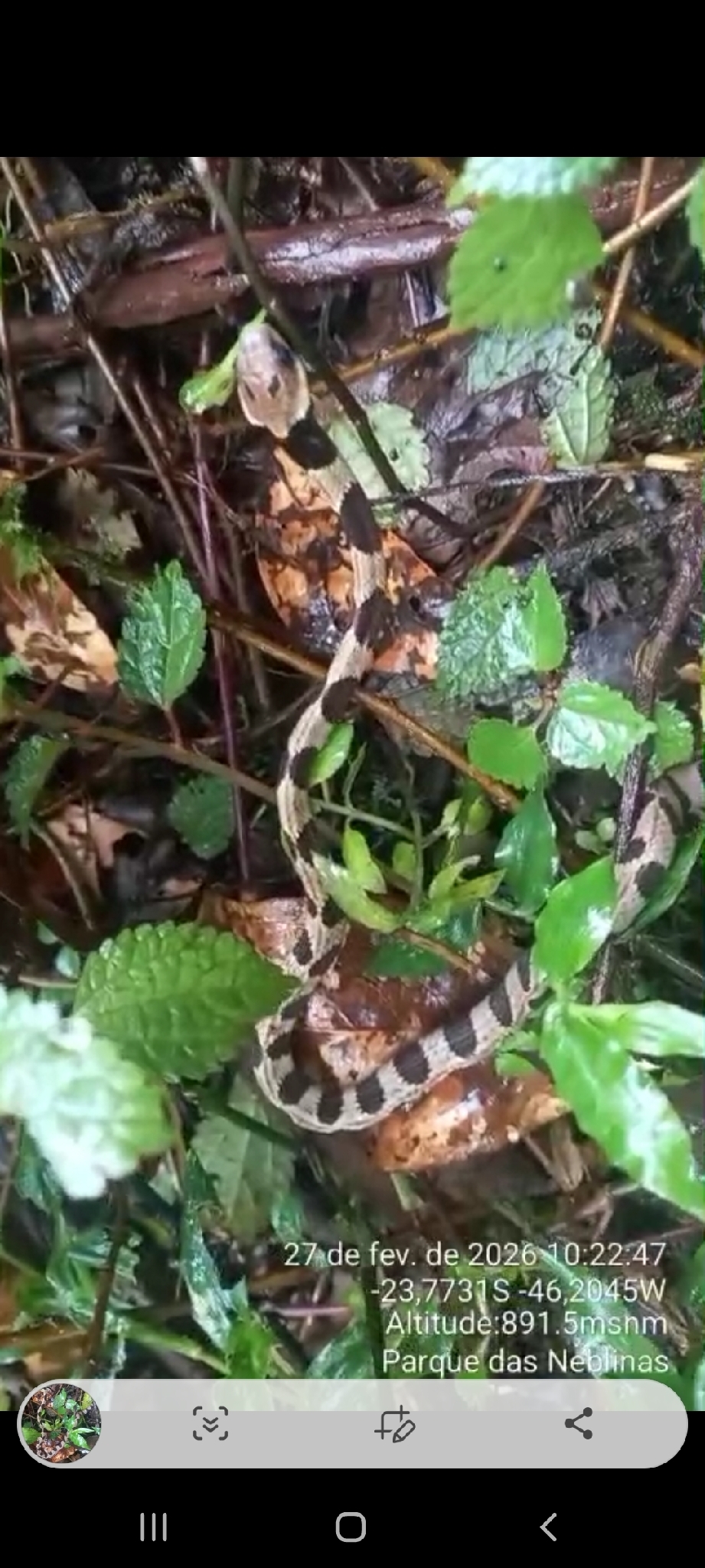 Jan's Snail-Eater photo 4