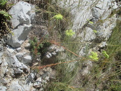 Petrosedum sediforme