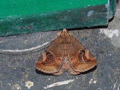 Ommatophora luminosa