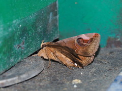 Ommatophora luminosa