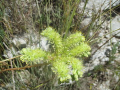 Petrosedum sediforme