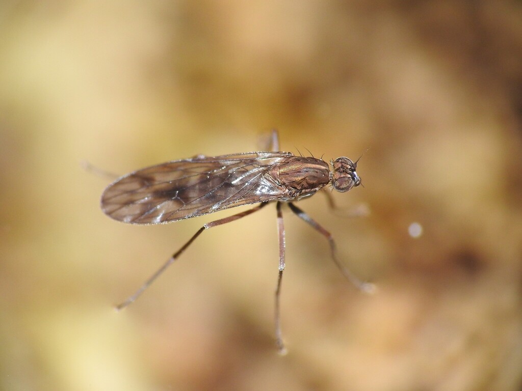 Clinocera wesmaeli