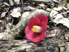 Camellia japonica