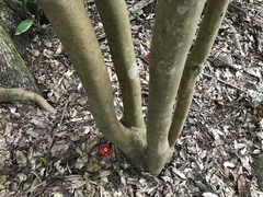 Camellia japonica