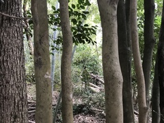Camellia japonica