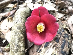 Camellia japonica