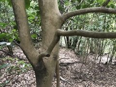 Camellia japonica