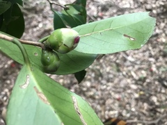 Camellia japonica