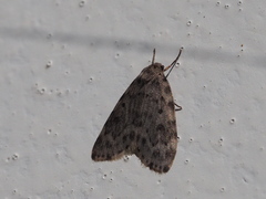 Parasiccia punctilinea