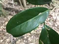 Camellia japonica