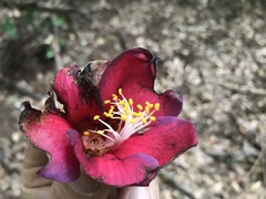 Camellia japonica