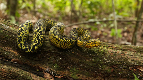 Matilda's horned viper