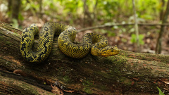 Matilda's Horned Viper photo 3