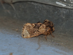 Hampsonella arizana