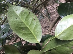 Camellia japonica