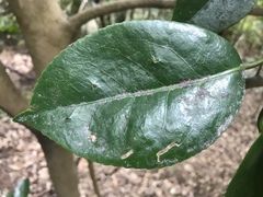 Camellia japonica