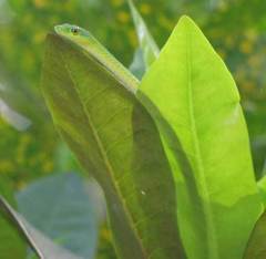 Philothamnus nitidus