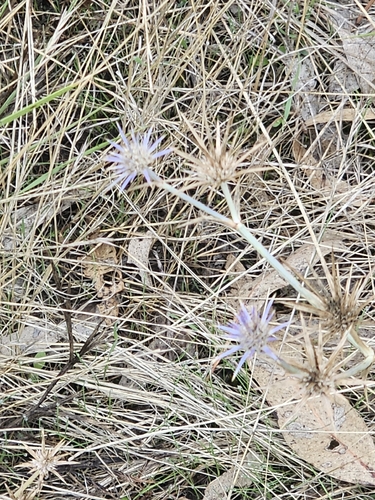 Eryngium ovinum, photograph 2