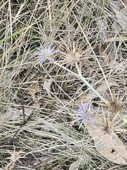 Eryngium ovinum, photograph (c) Michael McBain, some rights reserved (CC BY)