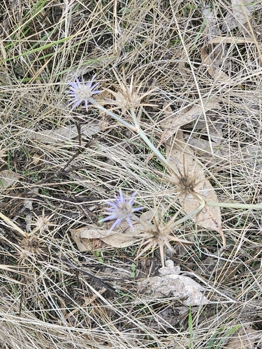 Eryngium ovinum, photograph 3