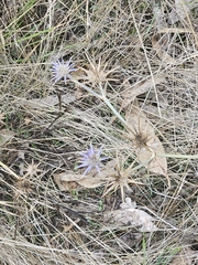 Eryngium ovinum, photograph (c) Michael McBain, some rights reserved (CC BY)
