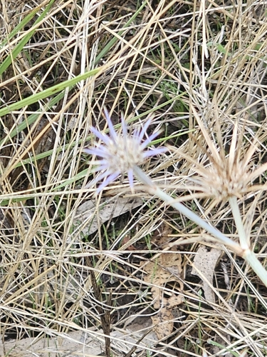 Eryngium ovinum, photograph 4