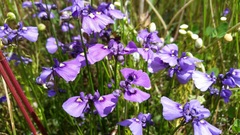 Utricularia beaugleholei