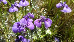 Utricularia beaugleholei