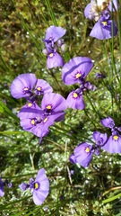 Utricularia beaugleholei