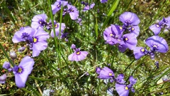 Utricularia beaugleholei