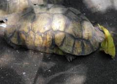 Kinixys belliana